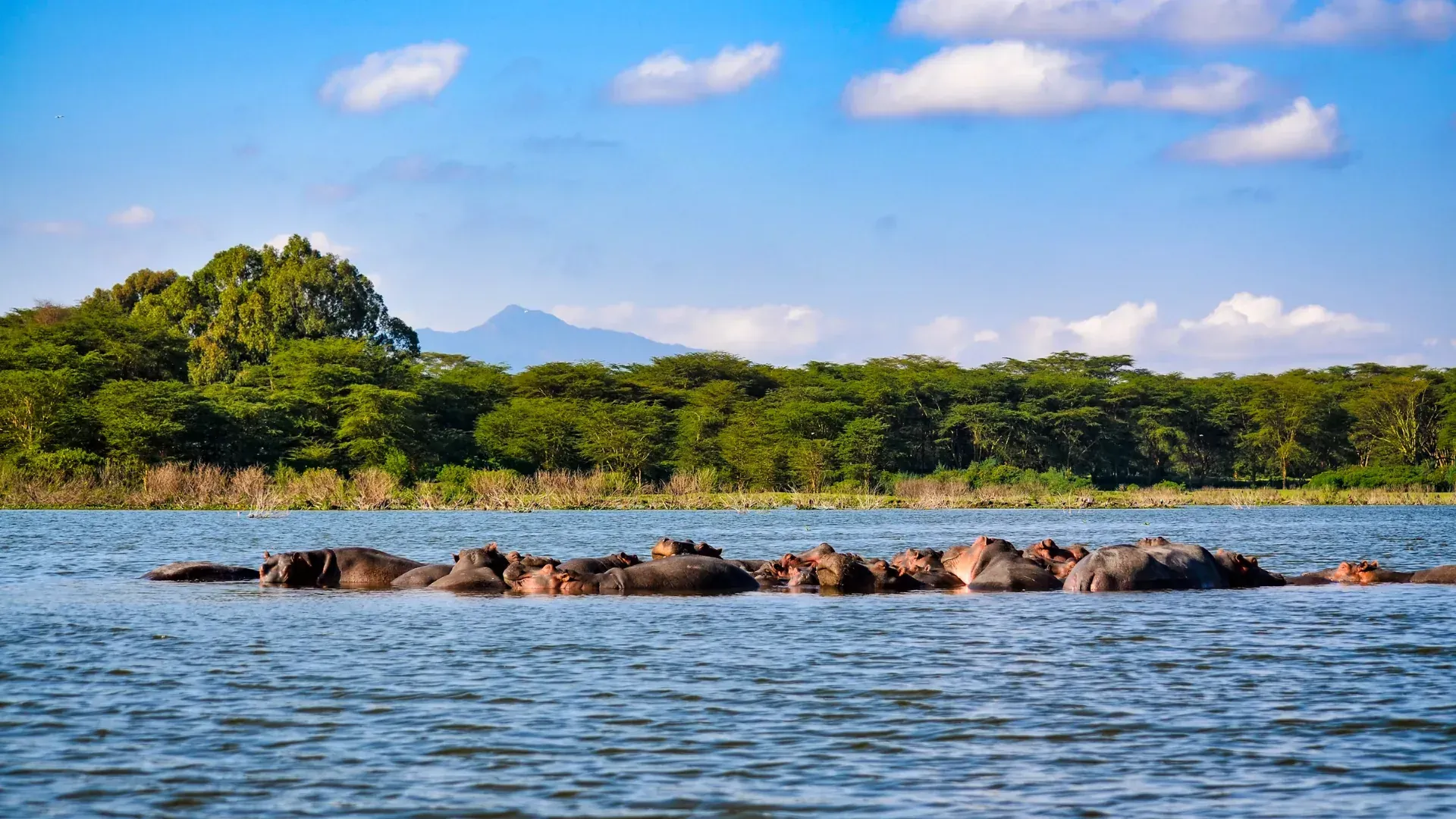 Lake Nakuru — impala herd in the woodland